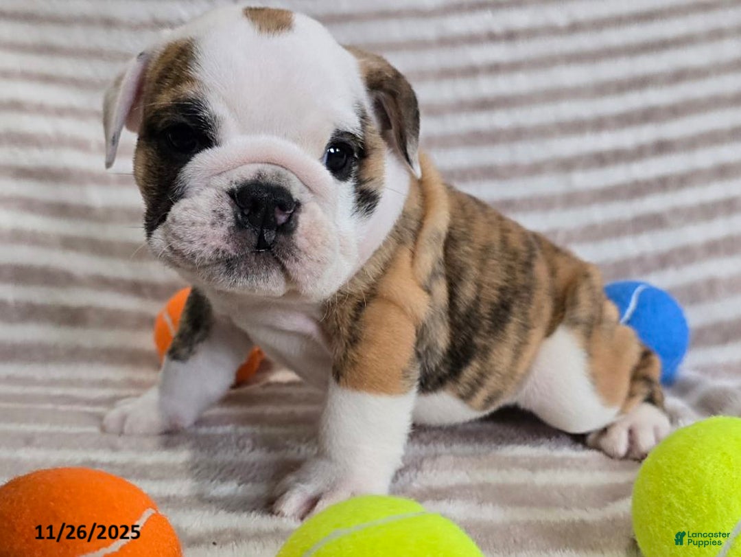 English Bulldog dogs for sale: Timmy - Ad 1