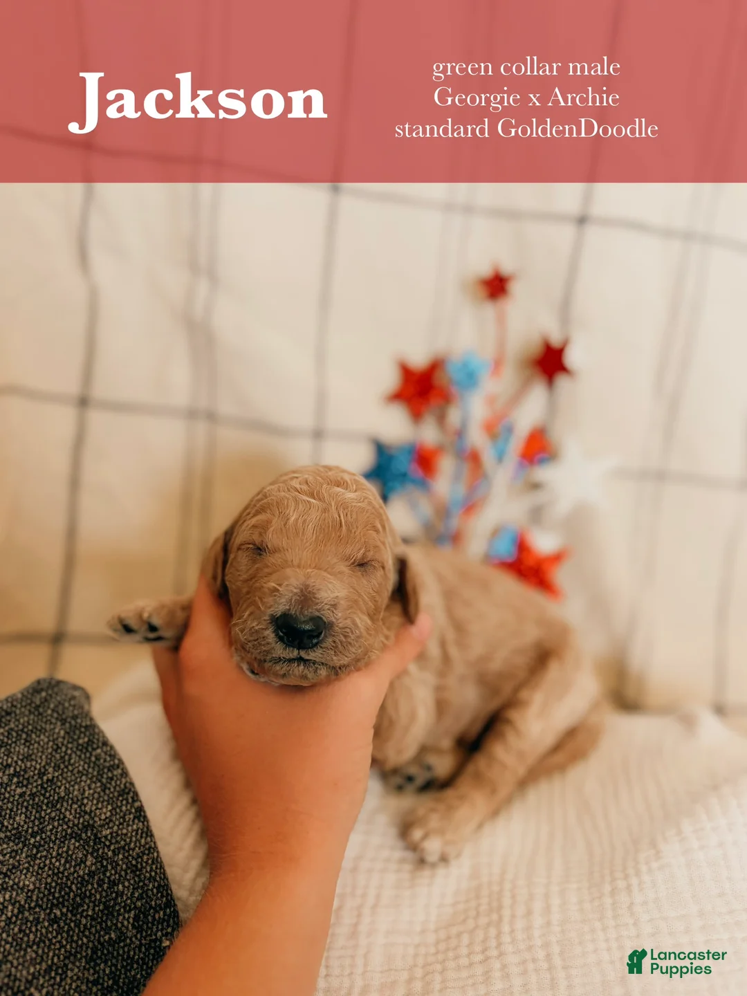 Goldendoodle dogs for sale: Jackson - Ad 1