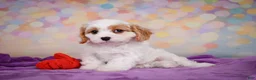 Cavapoo dogs for sale: Penny - Ad 7