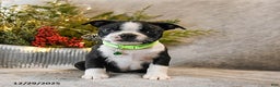 Boston Terrier dogs for sale: Cash  - Ad 3