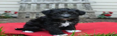 Baxter
