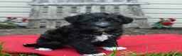 Schnoodle dogs for sale: Baxter - Ad 1