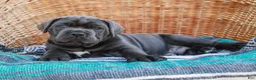 Cane Corso dogs for sale: Bubba (Champion Bloodline) - Ad 5