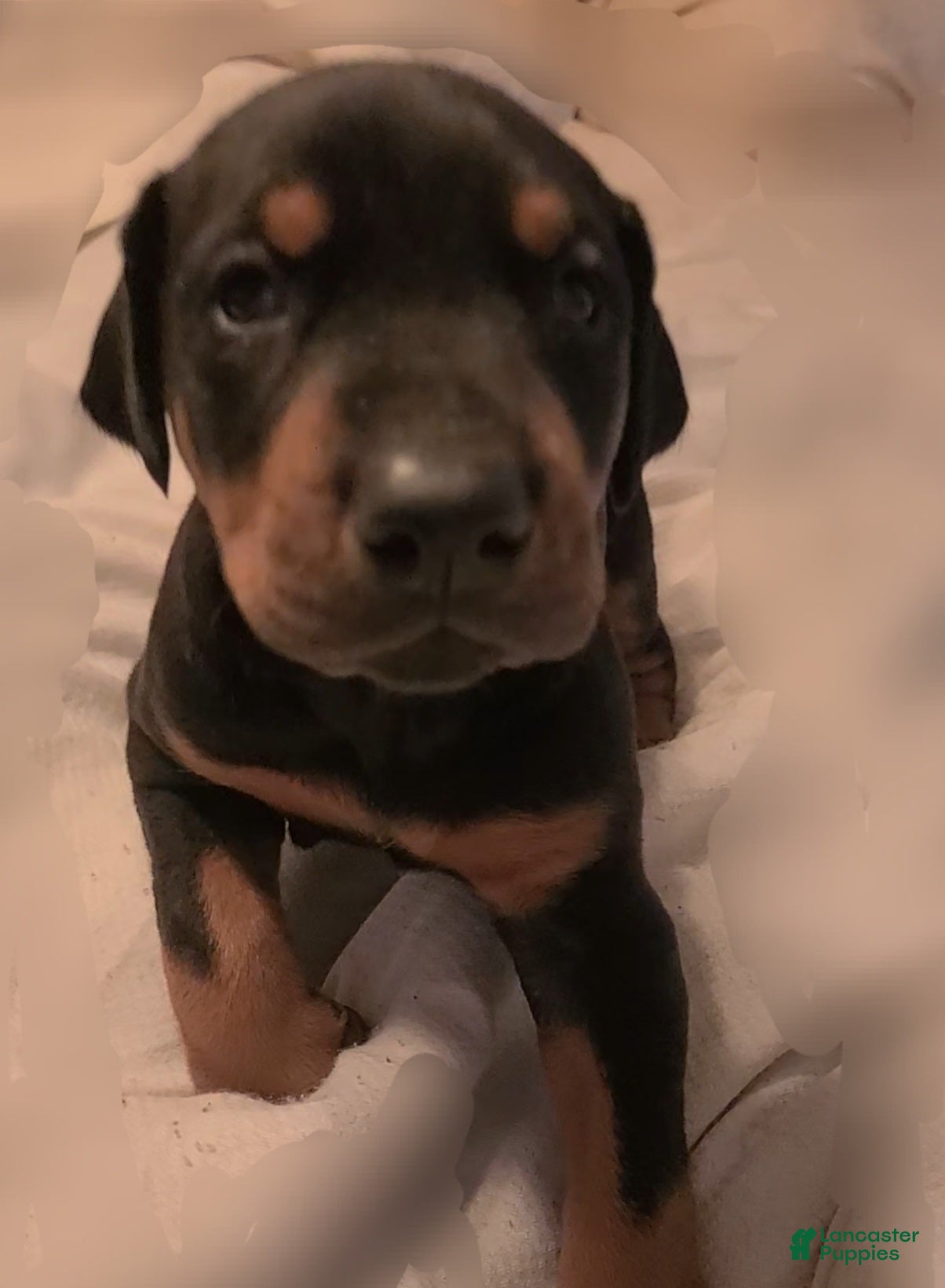 Doberman Pinscher dogs Doberman Pinscher Puppy 1 - Ad 13
