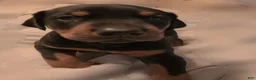 Doberman Pinscher dogs for sale: Doberman Pinscher Puppy 1 - Ad 1