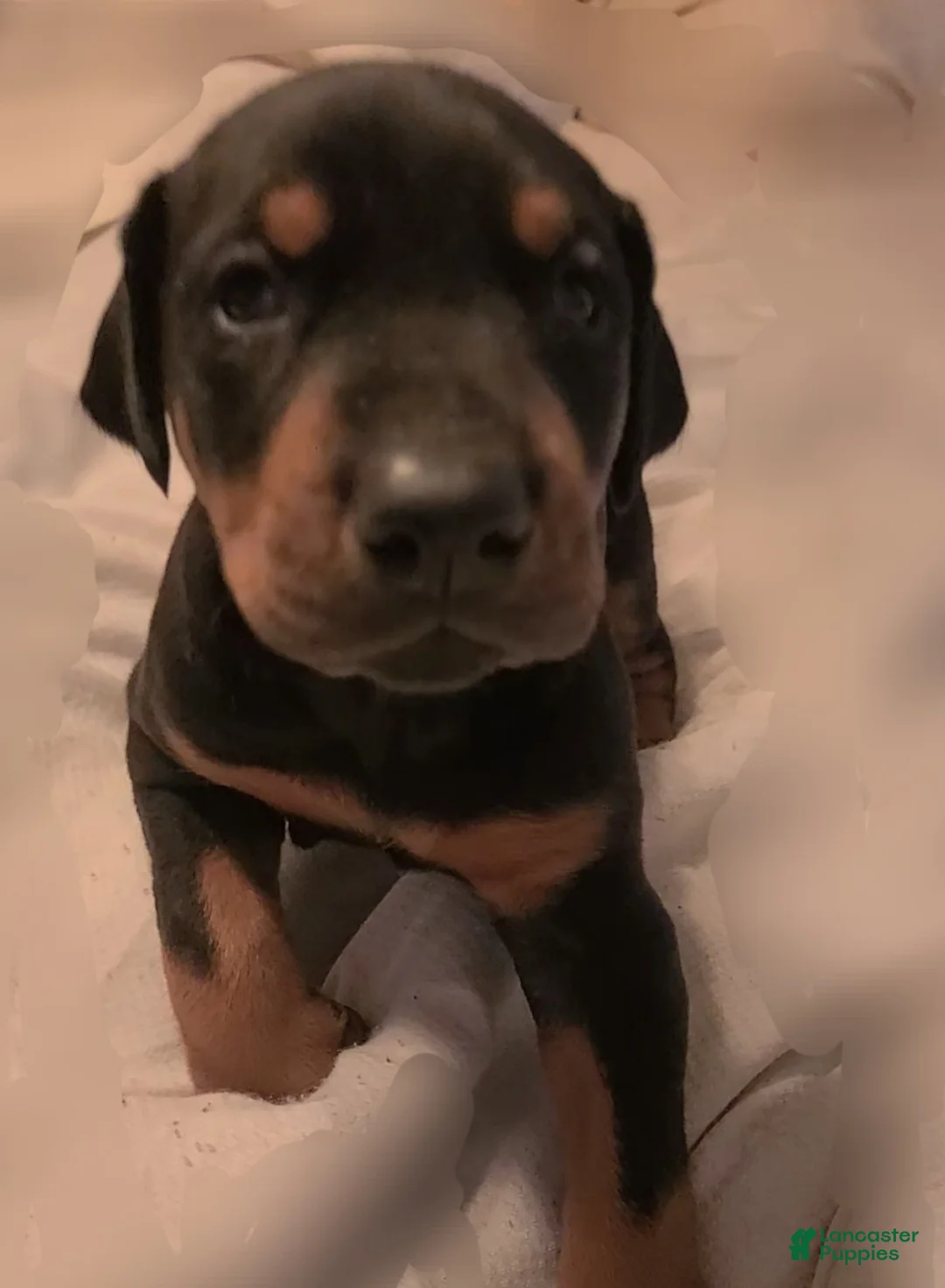 Doberman Pinscher dogs for sale: Doberman Pinscher Puppy 1 - Ad 1