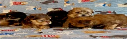 Shorkie dogs for sale: Shorkie 2 - Ad 22