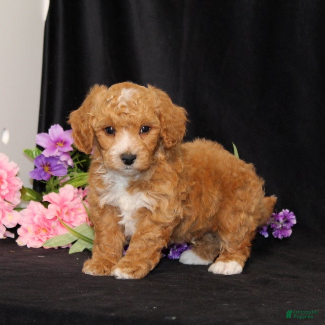 Bichpoo dogs BJ's Princeton - Ad 1