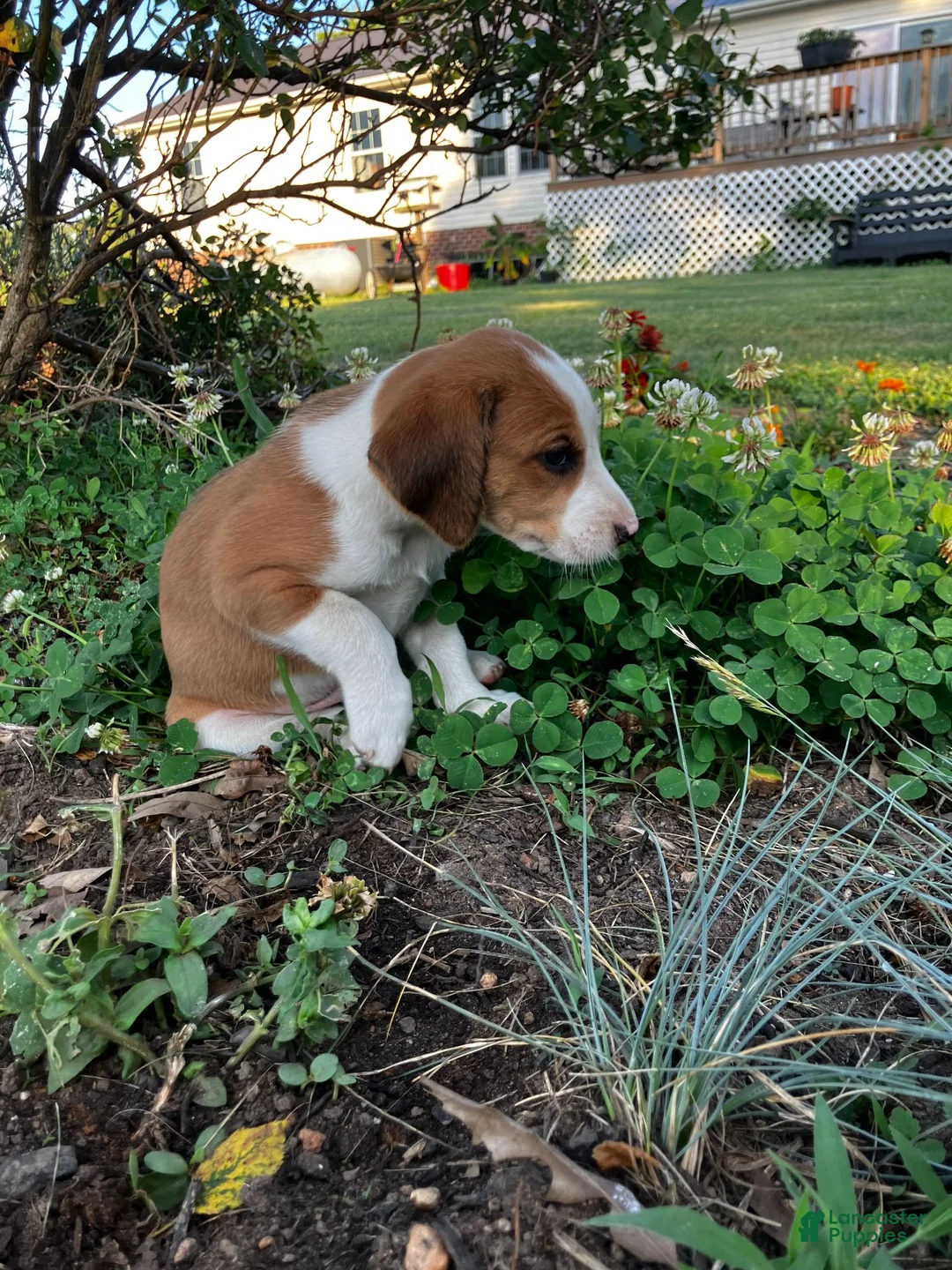 Mixed Breed dogs for sale: Rusty - Ad 2