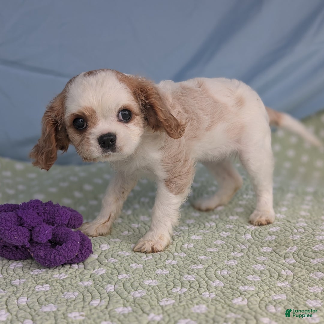 Cavalier King Charles Spaniel dogs for sale: Zazzles - Ad 3