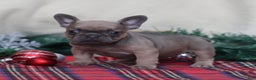 French Bulldog dogs for sale: Olive  - Ad 3
