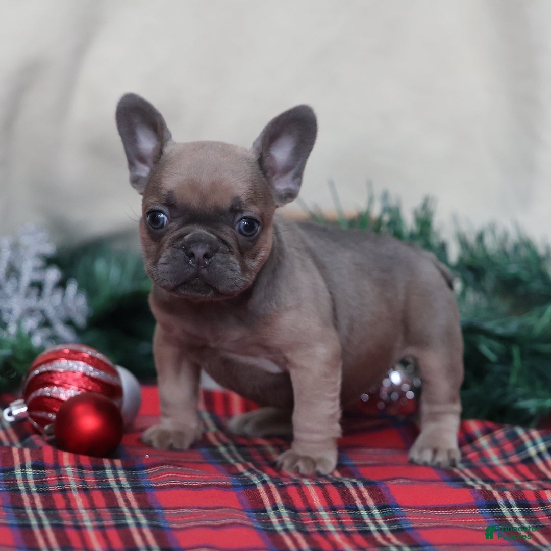 French Bulldog dogs for sale: Olive  - Ad 3