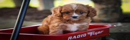 Cavapoo dogs for sale: Katie 🎀 - Ad 8