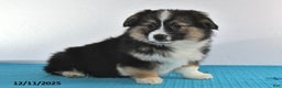 Mixed Breed dogs for sale: Toni - Ad 2