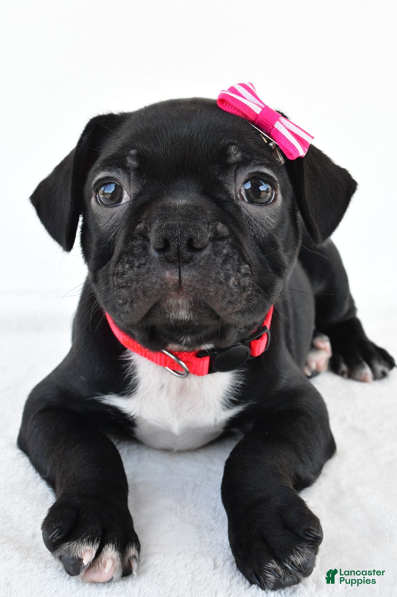 Frenchton dogs Dolly - Ad 1