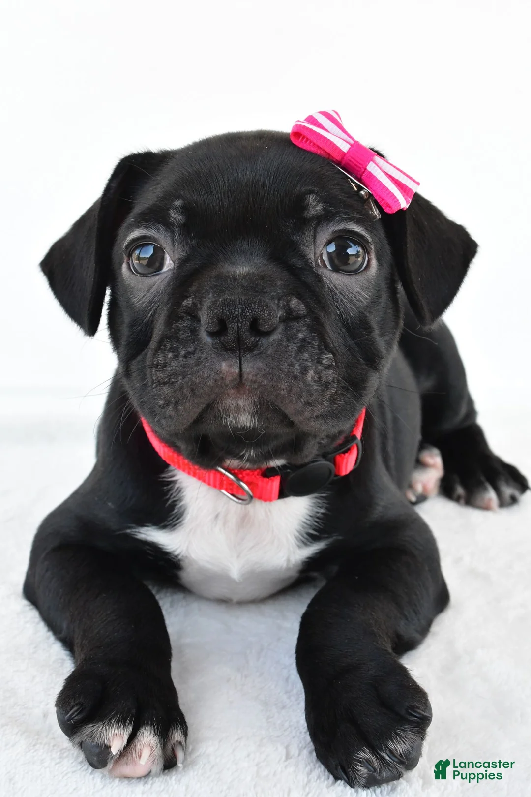 Frenchton dogs for sale: Dolly - Ad 1