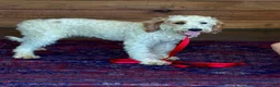 Labradoodle dogs for sale: Patty - Ad 5