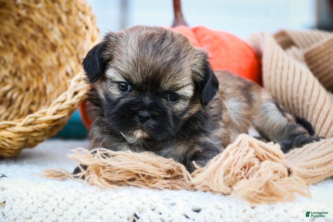 Shih Tzu dogs for sale: Shandy - Ad 3