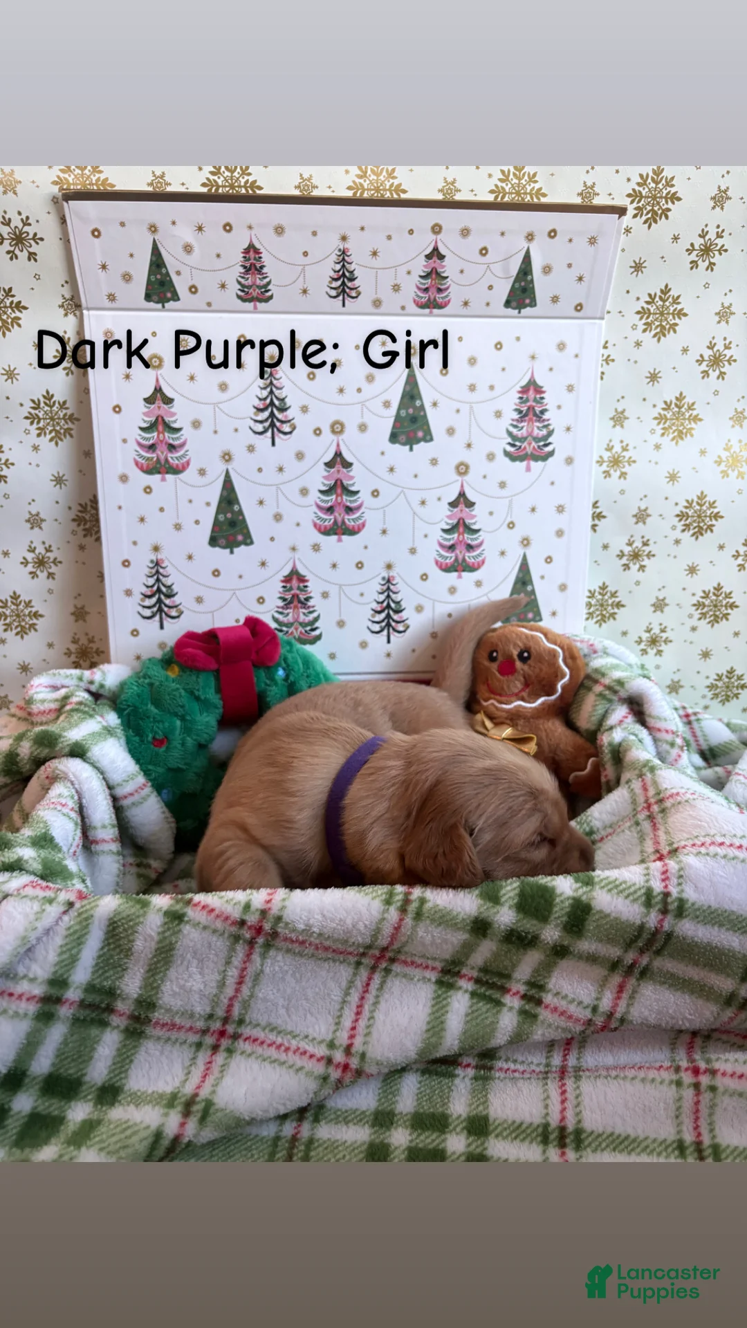Golden Retriever dogs for sale: Golden Retriever 4 - Ad 2