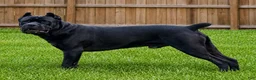 Mixed Breed dogs for sale: American Corso purple collar - Ad 9