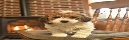 Toy Poodle dogs for sale: Jimmy - Ad 3