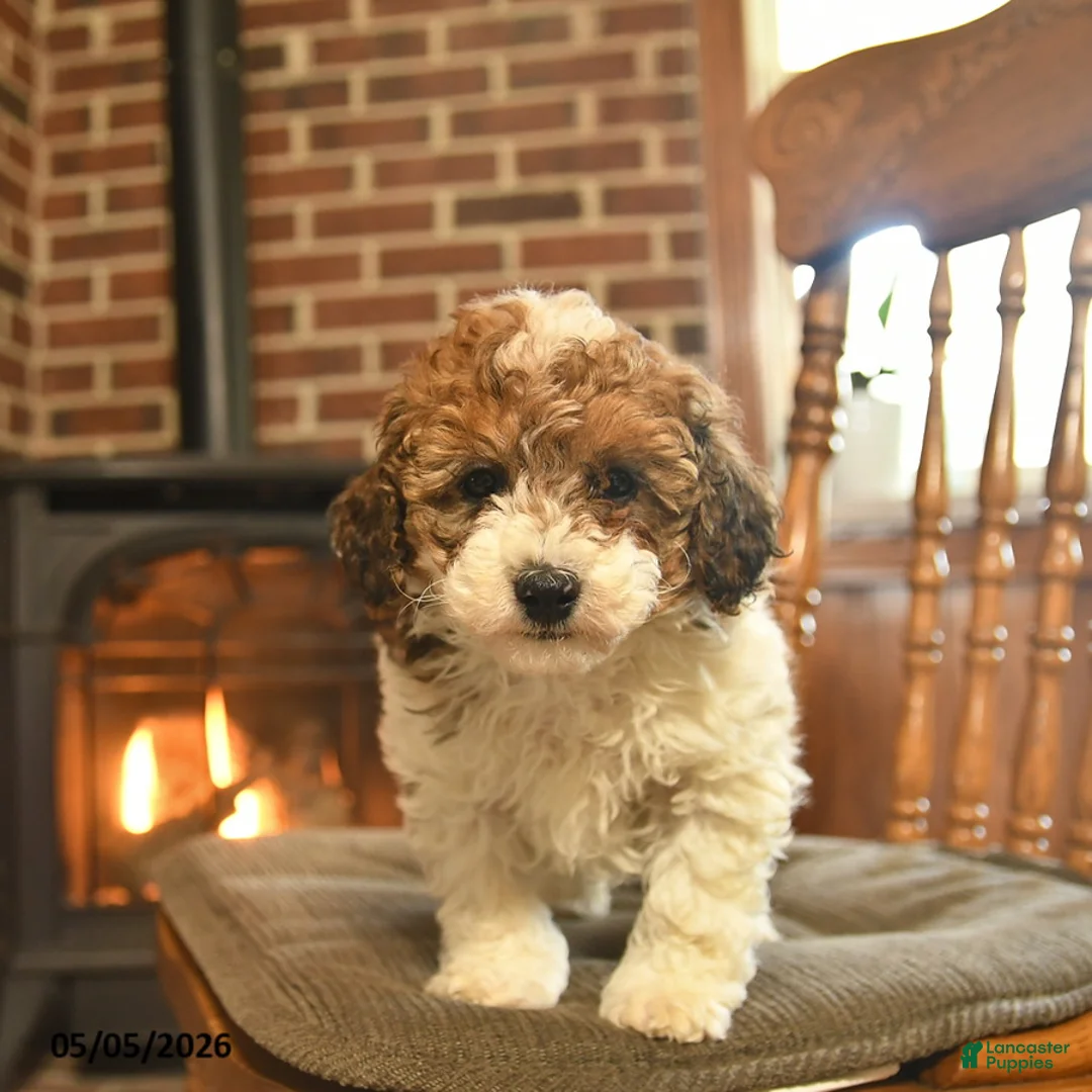 Toy Poodle dogs for sale: Jimmy - Ad 3