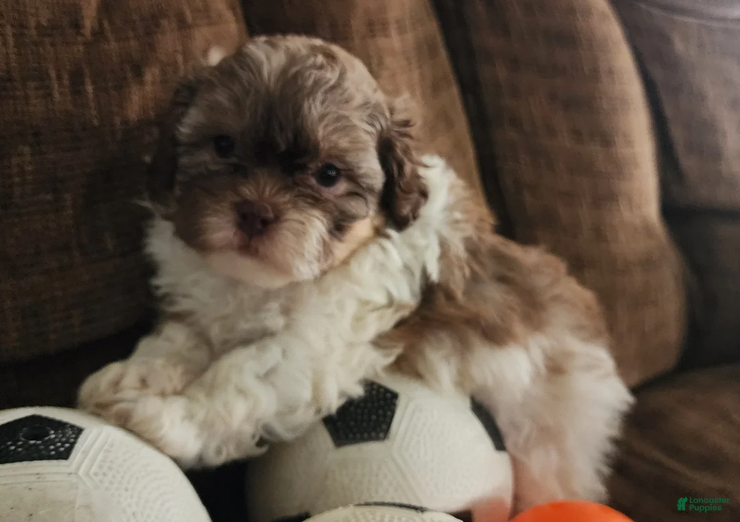 Shihpoo dogs for sale: HOPE - Ad 1