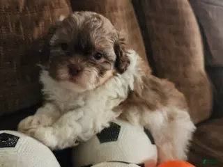 Shihpoo dogs HOPE - Ad 42