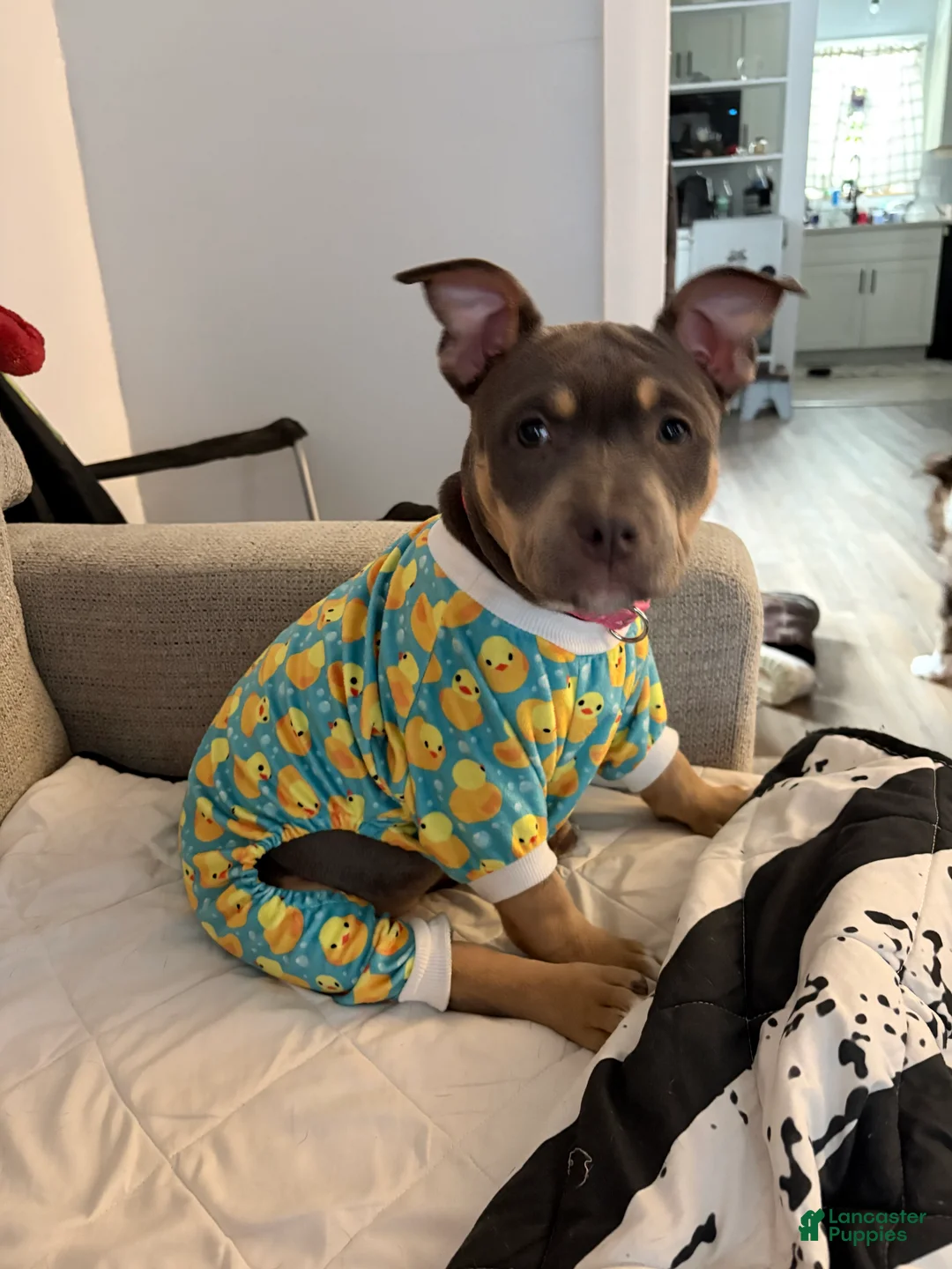 American Bully dogs for sale: American Bully Puppy 1 - Ad 5