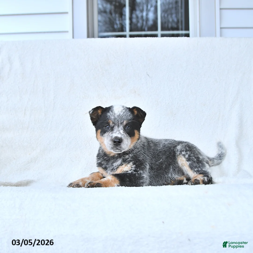 Australian Cattle Dog dogs for sale: Darcy - Ad 1