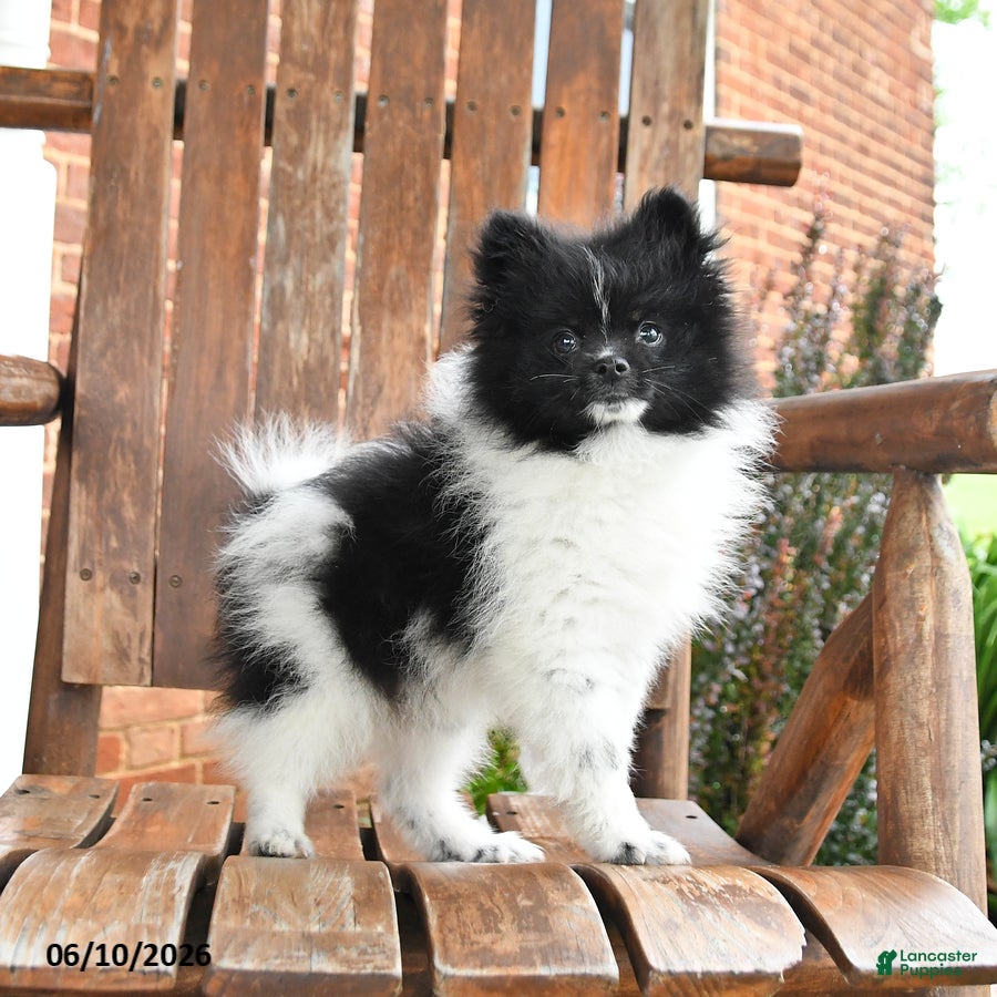 Pomeranian dogs Spencer - Ad 2