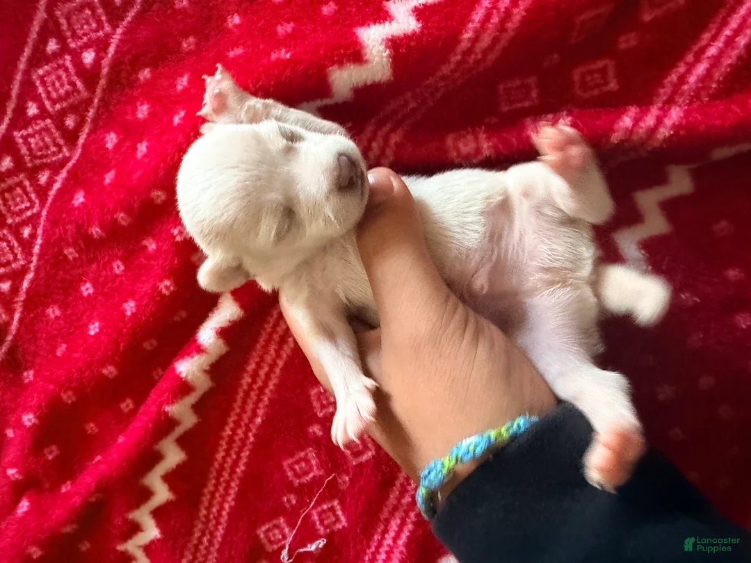 Chihuahua dogs for sale: Chihuahua Puppy 3 - Ad 2