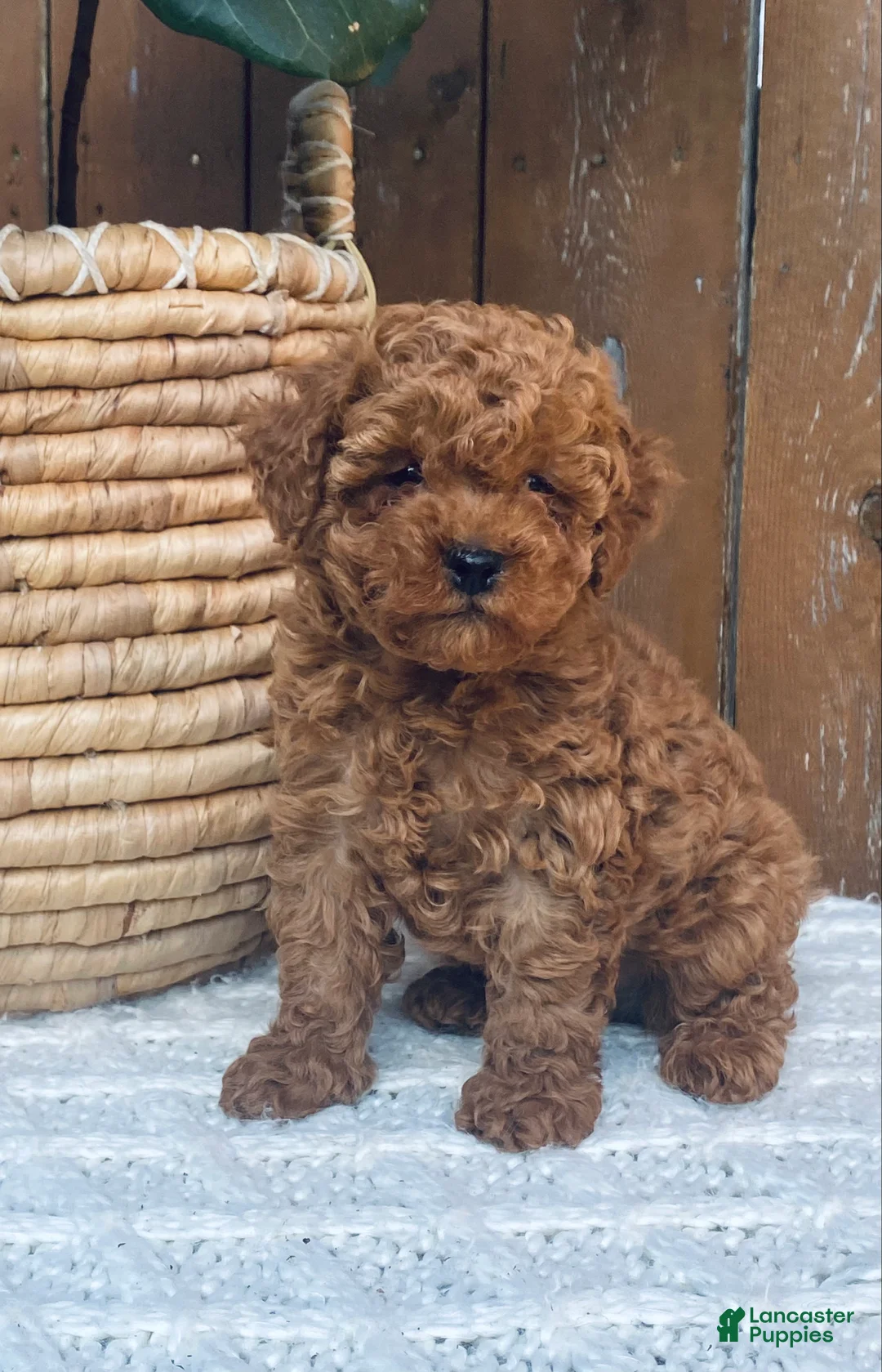 Toy Poodle dogs for sale: Felix - Ad 2