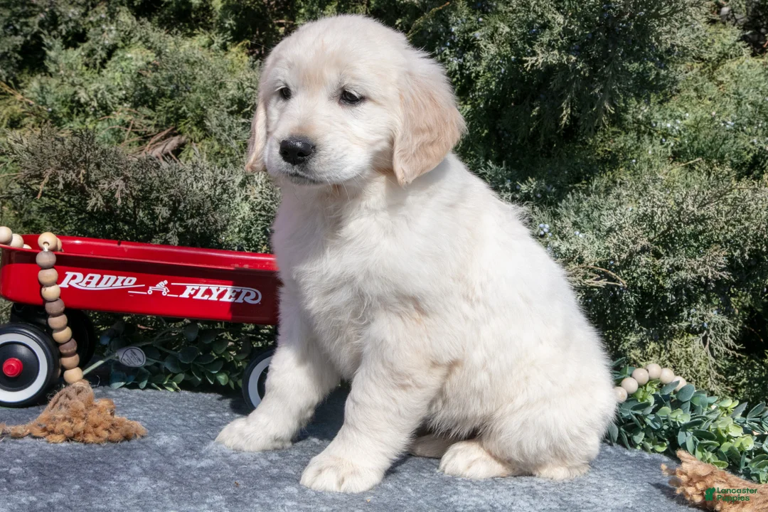 Golden Retriever dogs for sale: Melanie - Ad 3