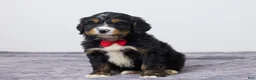 Bernedoodle dogs for sale: Karl - Ad 5
