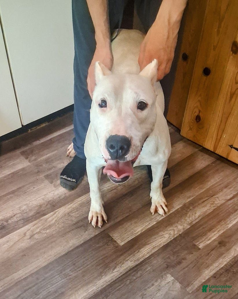 Dogo Argentino dogs  king - Ad 2