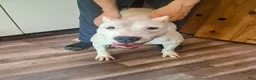 Dogo Argentino dogs for sale:  king - Ad 2