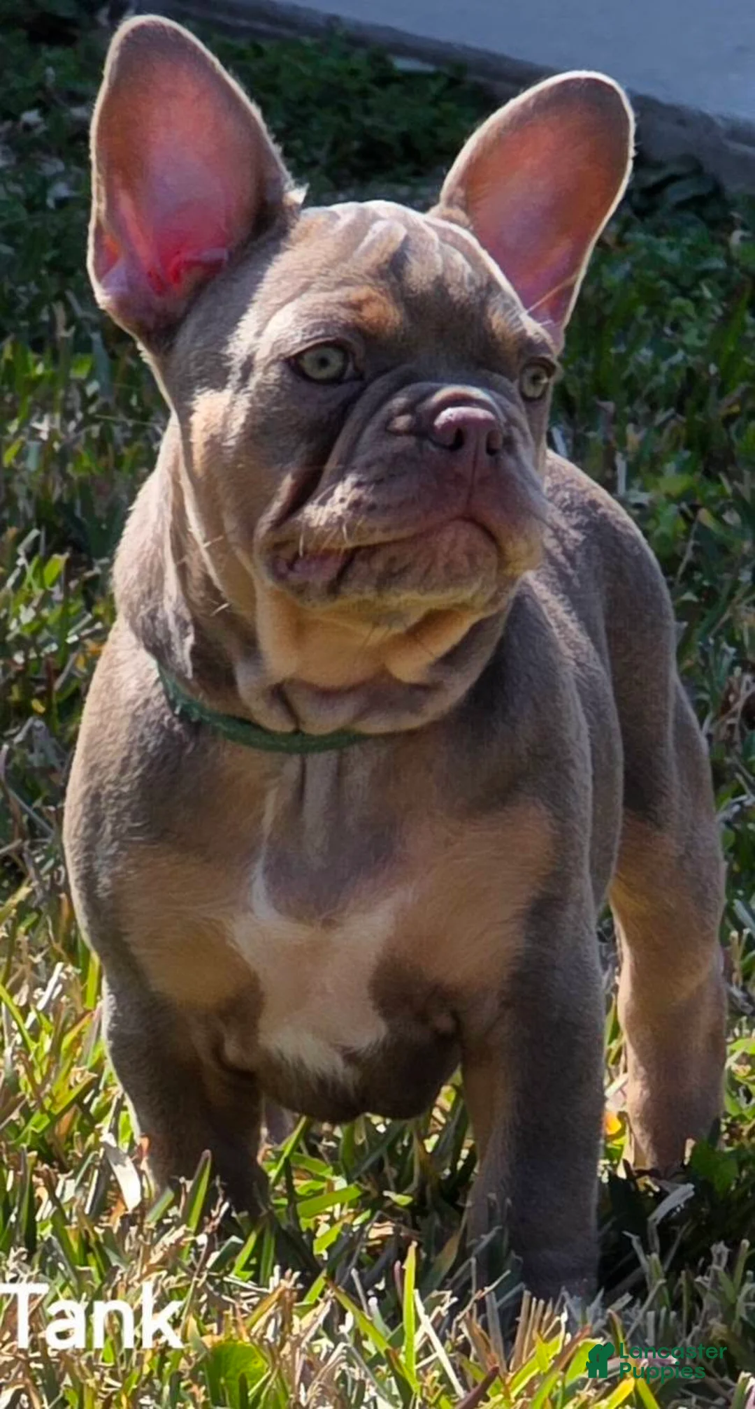 French Bulldog dogs for sale: AKC French Bulldog Tank - Ad 6