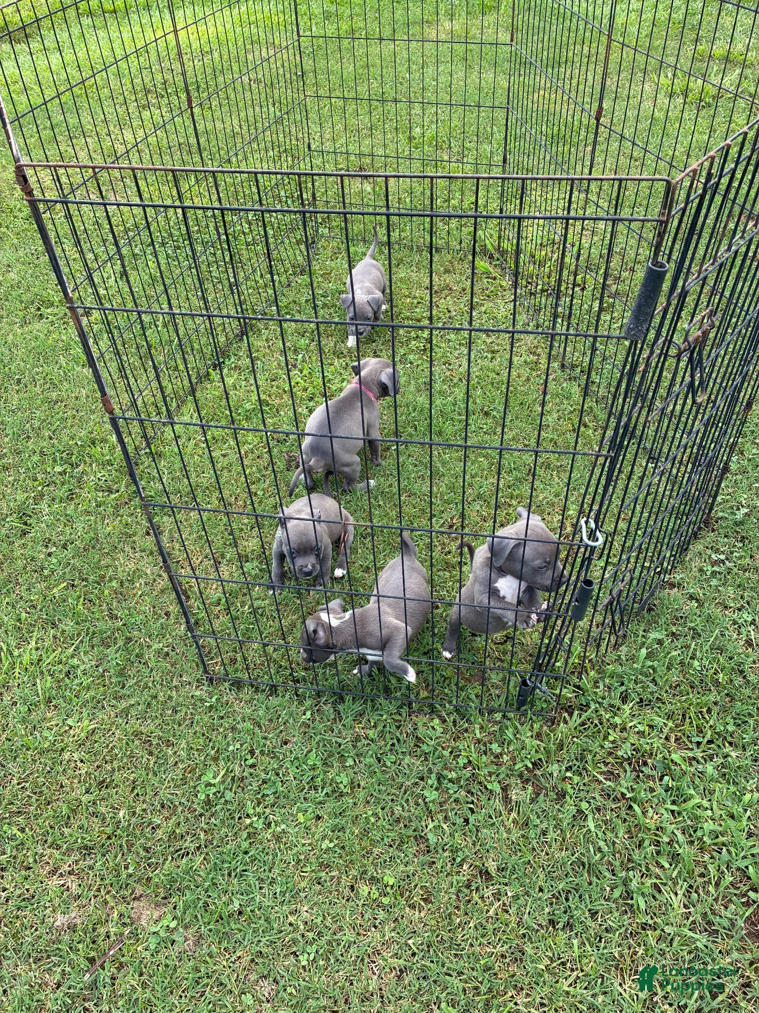 American Pit Bull Terrier dogs American Pit Bull Terrier 3 - Ad 17
