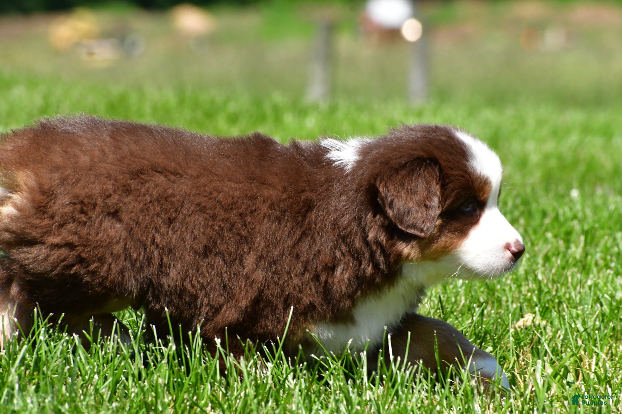 Miniature Australian Shepherd dogs for sale: Champ - Ad 7