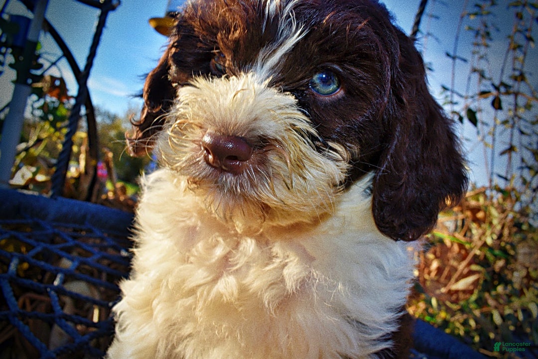 Havapoo dogs for sale: Priscilla - Ad 4