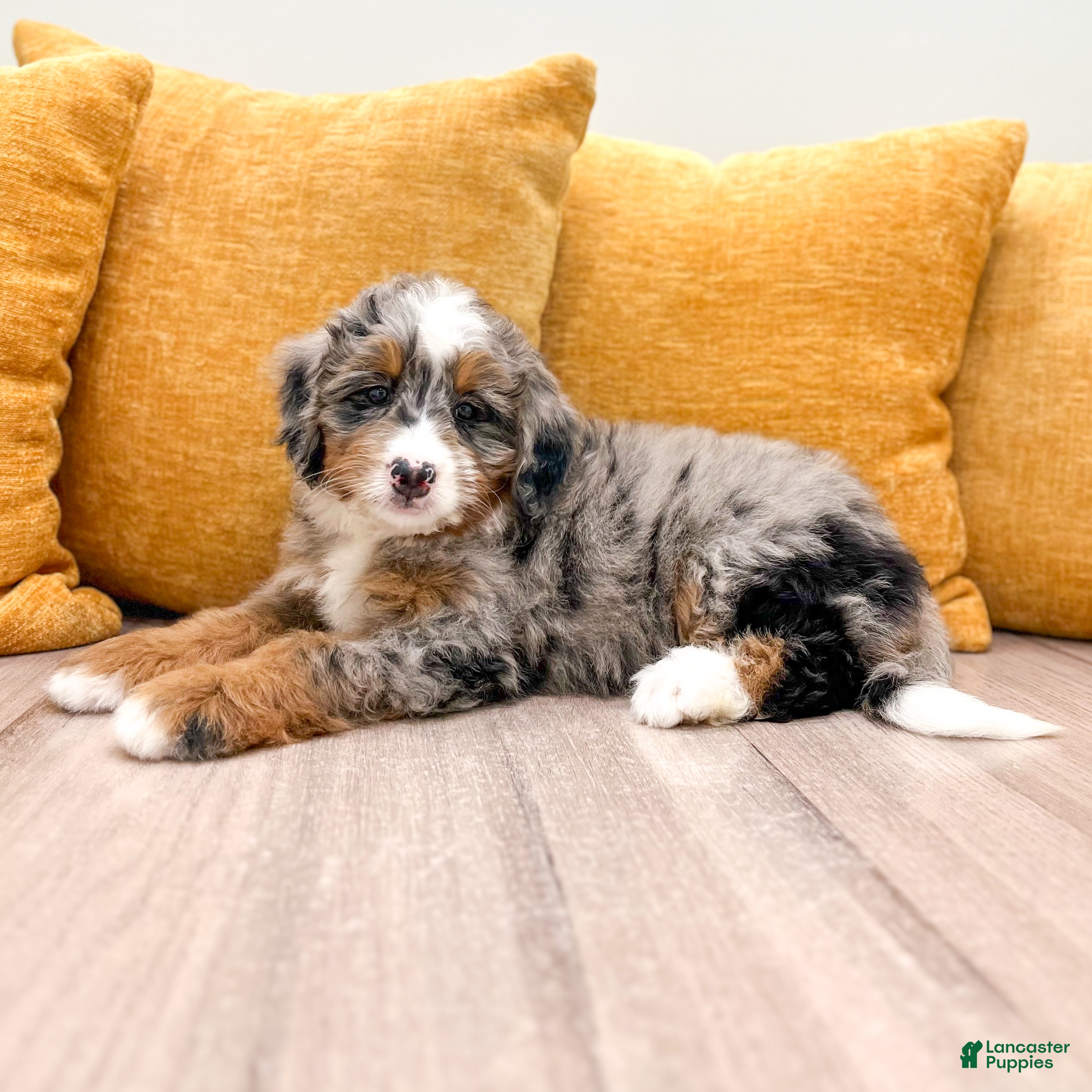 Mini Bernedoodle dogs Katie - Ad 2