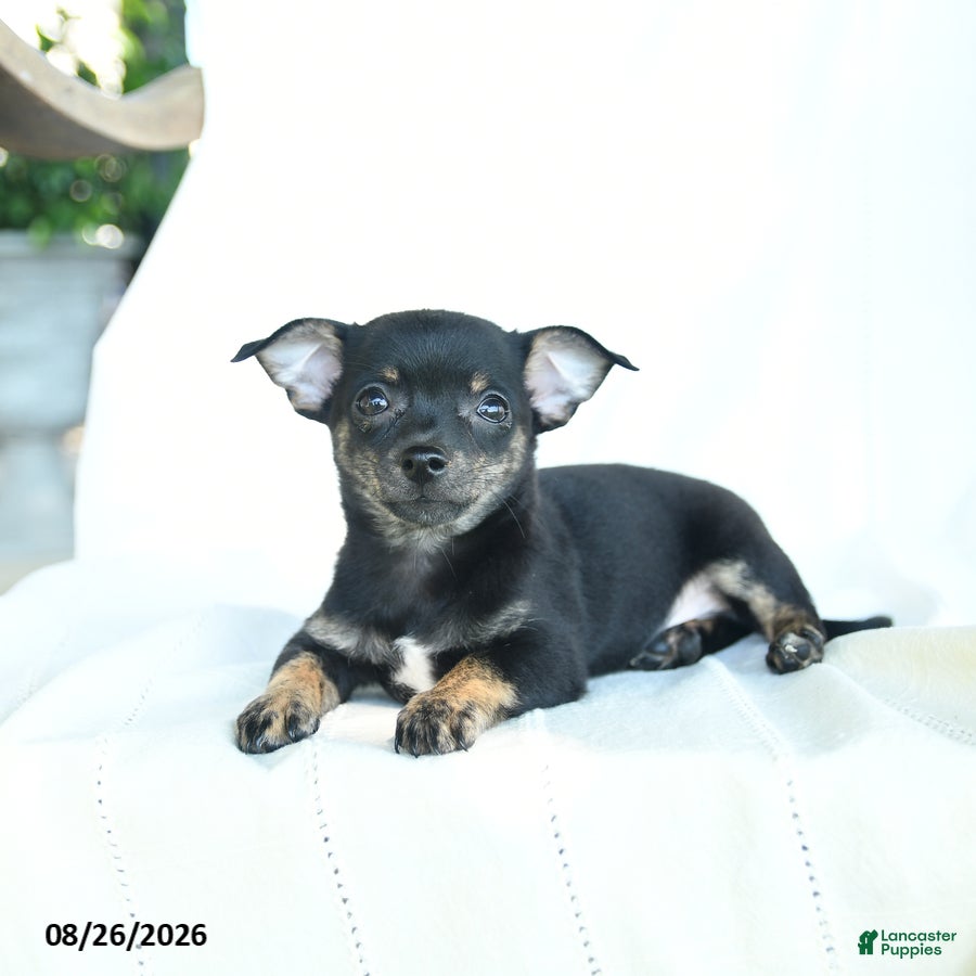 Chihuahua dogs Jace - Ad 1