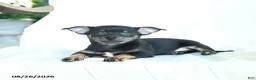 Chihuahua dogs for sale: Jace - Ad 1