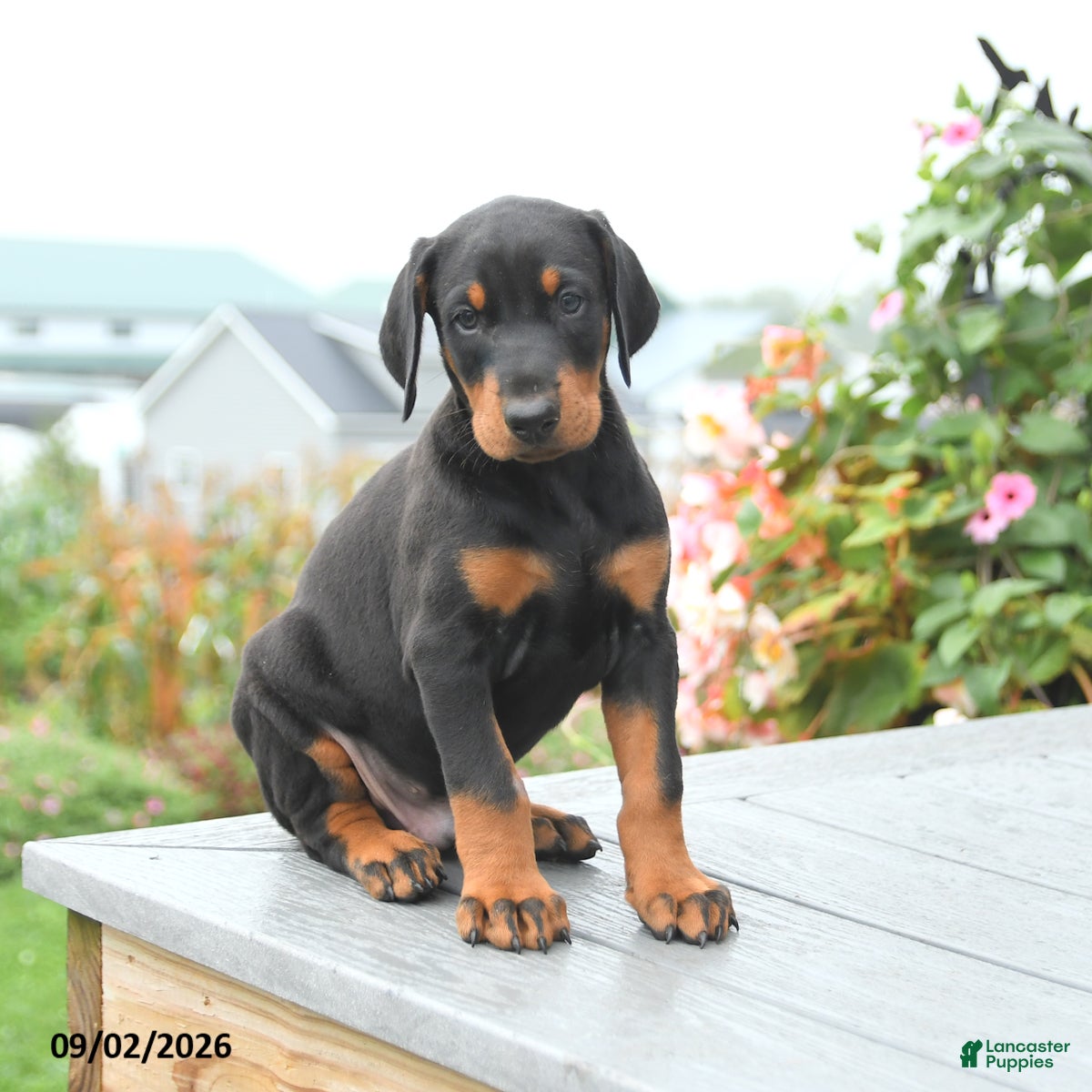 Mixed Breed dogs Felix - Ad 1