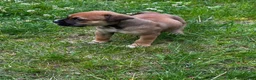 American Pit Bull Terrier dogs for sale: American Pit Bull Terrier Puppy 1 - Ad 5
