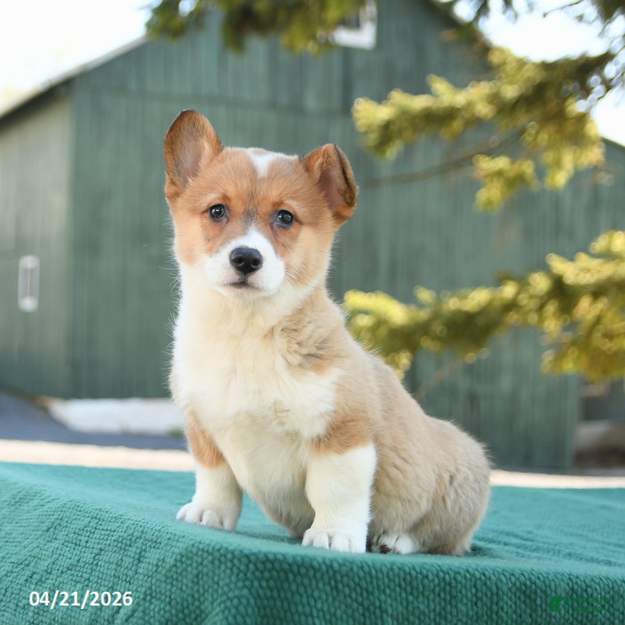 Welsh Corgi Pembroke dogs Sadie - Ad 1