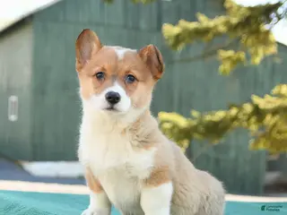 Welsh Corgi Pembroke dogs for sale: Sadie - Ad 4