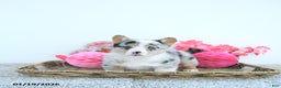 Welsh Corgi Pembroke dogs for sale: Lacy - Ad 4