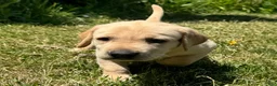 Labrador Retriever dogs for sale: Pink Collar Puppy 1 - Ad 2